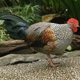 Kumbalgarh Wildlife Sanctuary Surrounding the grand Kumbalgarh Fort is 578 square kilometres worth of protected forest area, known as the Kumbalgarh Wildlife Sanctuary. It extends over the Aravalli hills and covers parts of...