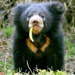 Baby Sloth Bear, Darrah Wildlife Sanctuary