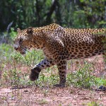 leopard, jasmand wildlife Sanctuary