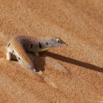 Sandfish, desert wildlife