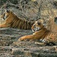 Rajasthan is a haven for a wide spectrum of wildlife sanctuaries. The topography of Rajasthan ranges from the barren desert, scrub-thorn arid forests, rocks and ravines to wetlands and lush,...