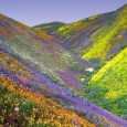 The Indian Monsoons, often harsh and torrential, can be a dampener in many vacation plans. However, there are some destinations in the country whose natural beauty thrives during the rainy...