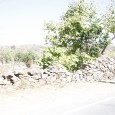 &nbsp; Situated on the Udaipur – Jodhpur highway, Ranakpur Rajasthan is a picturesque and religiously rich valley nestled amidst the great Aravalies. The journey from the well-known City of Lakes...