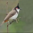 Explore Bharatpur Famous amongst birdwatchers from across the world, Bharatpur in Rajasthan is home to the Keoladeo National Park. It is also the eastern gateway of the state, making it ideal for...