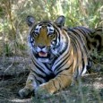Explore Sawai Madhopur Sawai Madhopur is the gateway to the tiger territory of Ranthambhor National Park. Historically the area played an important role, having witnessed raging battles and the rise and fall of...