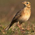 Bird Sanctuaries in India “I realized that if I had to choose, I would rather have birds than airplanes” - Charles Augustus Lindbergh, Acclaimed American aviator When it comes to wildlife in general and...