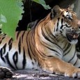 Madhya Pradesh! The Heart of India The state of Madhya Pradesh, or MP as it is fondly called, is the heart of India. Centrally located, it is home to the cultural heritage of Hinduism, Islam, and Buddhism. The...