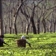 The love that Indians have for tea is no secret. In fact, India is one of the largest tea growers in the world and consumes an overwhelming 70% of its...