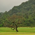 Coorg: Where you go to find peace! Fewer sounds are as pleasing to the ear as the sound of rain, falling on leaves that are as green as green can be, and on the very earth to...