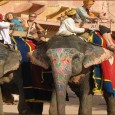 Camels, horses and elephants have always been the significant in the culture of Rajasthan. The wars and voyages, processions and pilgrimages that make Rajasthan’s history exciting, would not have been...