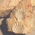 The Intricate Archaeology of Rajasthan Archaeology is devoted to finding explanations of the origin and development of human culture and understanding human evolution. It involves recovery, documentation and analysis, of material remains and environmental data...