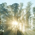 It is a general perception that all good hill stations in India are restricted to the northern part of the country. The truth is that the southern part of the...