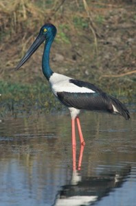 Keoladeo National Park