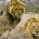 India is one of the richest countries in the world in terms of wildlife. There are more than 300 species of mammals, 1000 species of birds, and 60000 species of...