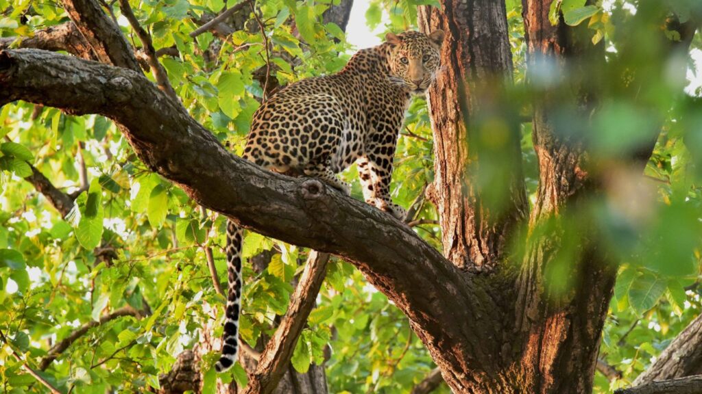 Leopard - Panchmarhi