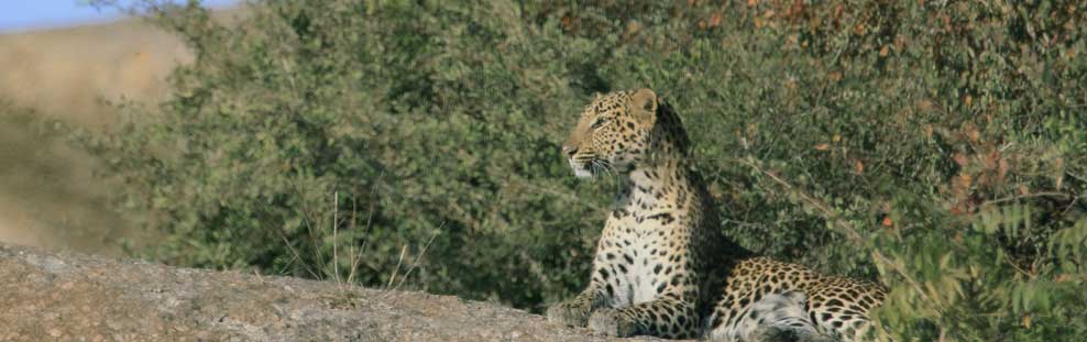 ranakpur leopard safari