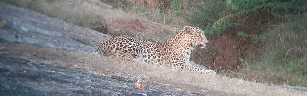 ranakpur leopard safari