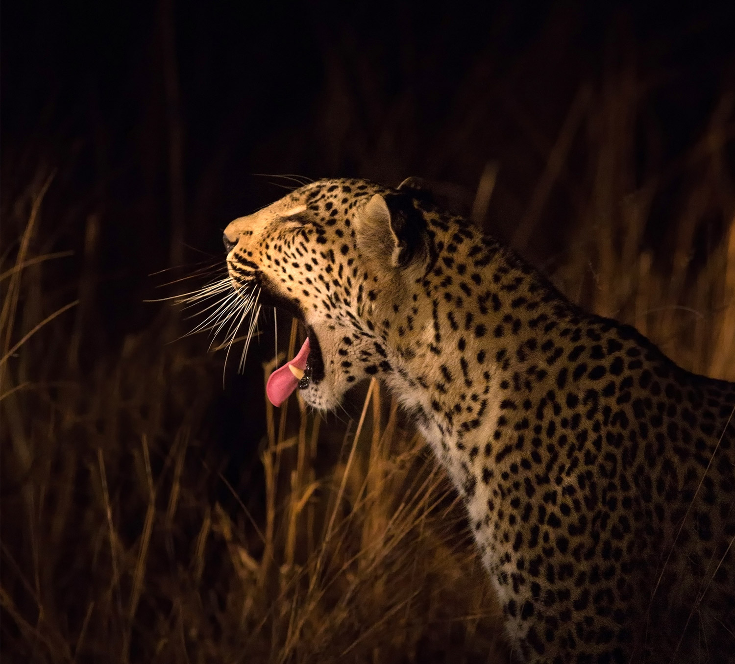 Leopard Safari's