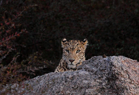 Leopard Safari