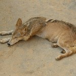 Kumbalgarh Indian Wolf