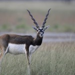 Black Buck, Tal Chapper Wildlife Sanctuary