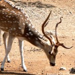 Chausingha, Kumbhalgarh Wildlife Sanctuary
