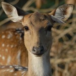 Cheetal, Sajjangarh Wildlife Sanctuary