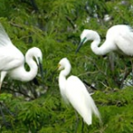 Egrets at Bharatpur Bird Sanctuary