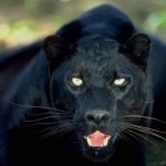 Panther, Mount Abu Wildlife Sanctuary