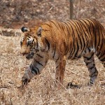 Sariska Tiger Reserve