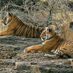 Tigers at Ranthambore National Park