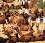 Camels @ Marwar Festival, Jodhpur