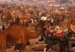 Camels @ Pushkar