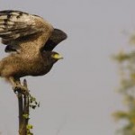 Crested Serpant Eagle