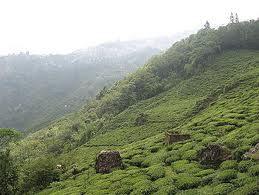 Darjeeling Tea Gardens, West Bengal