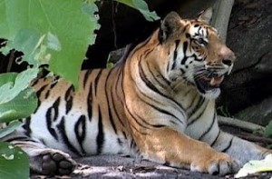Tigers in Madhya Pradesh 