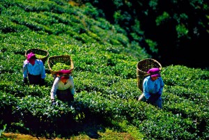 darjeeling, Tea Plantation