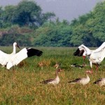 Siberian-Crane-keoladeo-national-park