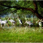 keoladeo-national-park