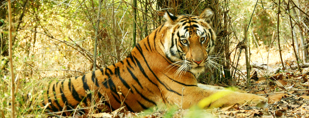 Tourism In Bandhavgarh tiger