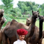 Camels of Kumbhalgarh
