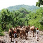 Camels of Kumbhalgarh1