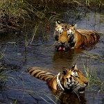 Lazing in the water, Bandhavgarh, India