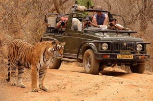  The Danger Tiger Territory ranthambore-national-park
