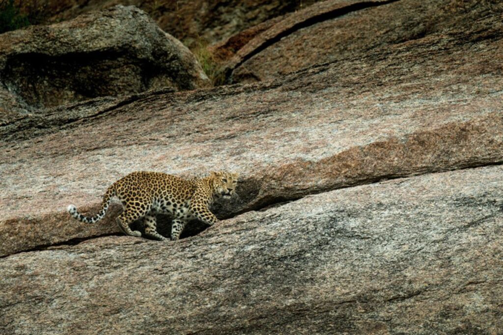 rajasthan leopard safari